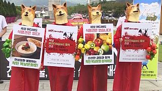 جشنواره سگ‌خواری در کره جنوبی؛ معترضان دعوت به گیاهخواری کردند