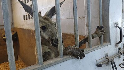 ABD: Sokakta başıboş gezen kanguruya polis müdahalesi