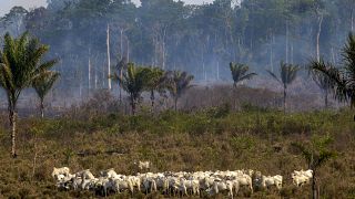 Exports to the EU could be fuelling illegal deforestation in the Amazon