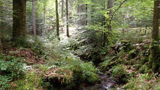 Caccia all'uomo nella Foresta Nera: catturato il "Rambo" tedesco