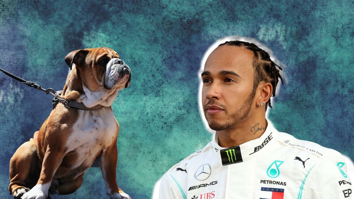 Lewis Hamilton's dog is vegan - but what's the science behind plant-based  pet food?