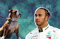 Lewis Hamilton's dog Roscoe is on an entirely vegan diet.