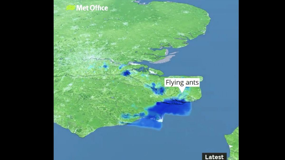It's raining ... flying ants! UK weather radar confuses insect swarms for rain