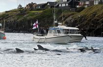 Fishermen on a boat drive pilot whales towards the shore during a hunt on May 29, 2019 in Torshavn, Faroe Islands
