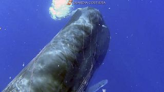 Sperm whale trapped in a fishing net in the Aeolian Islands sea, near Sicily, Italy - July 19, 2020