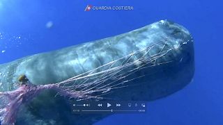 In this image taken from an Italian coast guard video a whale trapped in a fishnet in the waters near the Eolian islands, in the Mediterranean Sea.