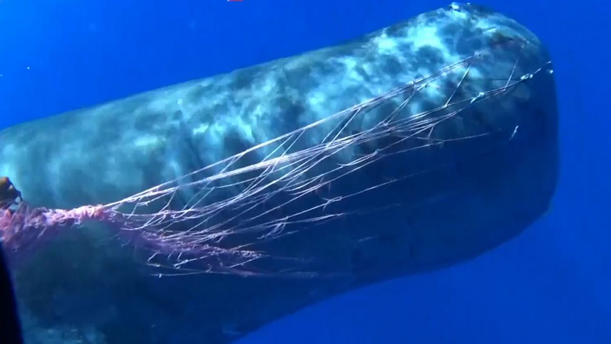 İtalya açıklarında ağlara takılan ispermeçet balinası