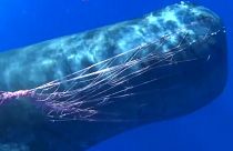 İtalya açıklarında ağlara takılan ispermeçet balinası