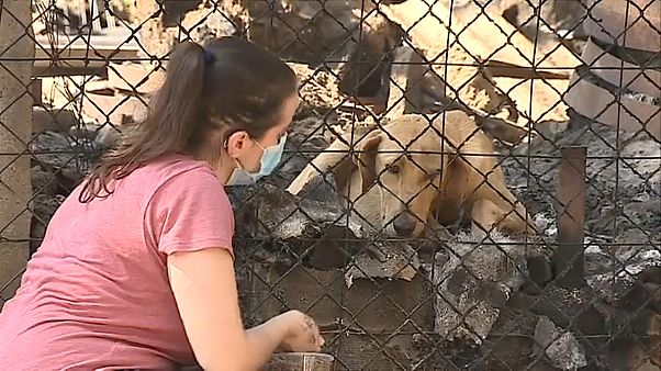 Um cão sobrevivente do incêndio é assistido através da rede do canil Um cão sobrevivente do incêndio é assistido através da rede do canil