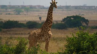 Africa's safari holidays are a popular tourist draw. 