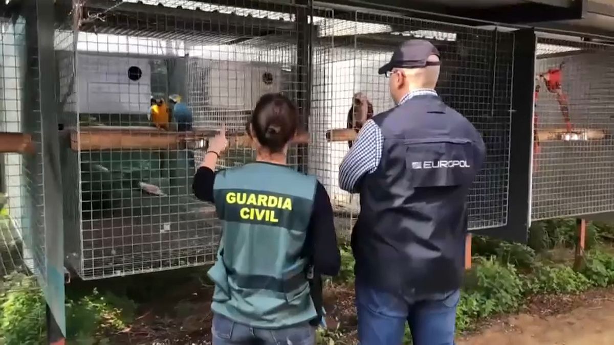 La Guardia Civil ante los animales con los que se traficaba