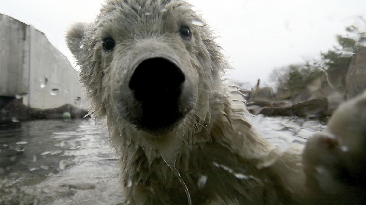 Polar bear (file photo)