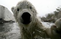 El oso polar podría extinguirse en 2100 si no se toman medidas urgentes