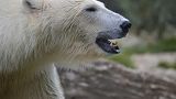 Polar bears are heading for near-total extinction by 2100, scientists reported in Nature Climate Change.