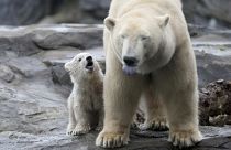 Kutup ayılarının nesli bu yüzyıl içinde tükenebilir