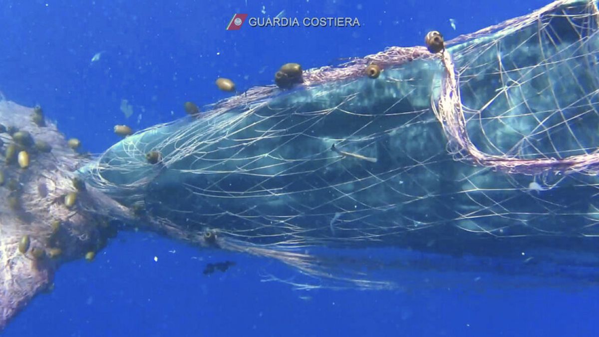 Seit Tagen in einem Fischernetz gefangen: Ein Pottwal vor der Küste Siziliens.