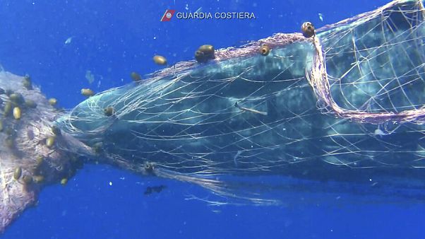 Seit Tagen in einem Fischernetz gefangen: Ein Pottwal vor der Küste Siziliens. Seit Tagen in einem Fischernetz gefangen: Ein Pottwal vor der Küste Siziliens.