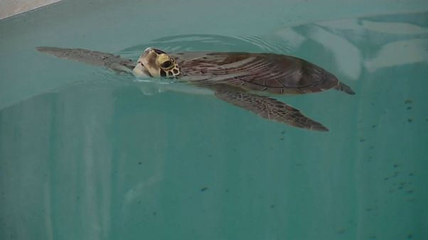 Tortuga liberada en el Algarve, Portugal. Tortuga liberada en el Algarve, Portugal.