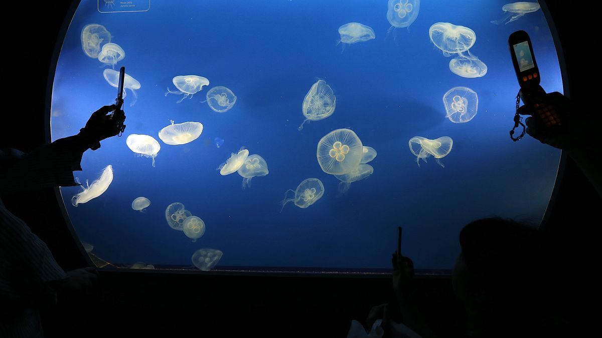 Новый бассейн для медуз в токийском аквариуме