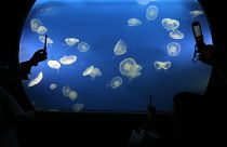 O aquário das medusas