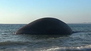 Giant dead whale washes up on Indonesian coast