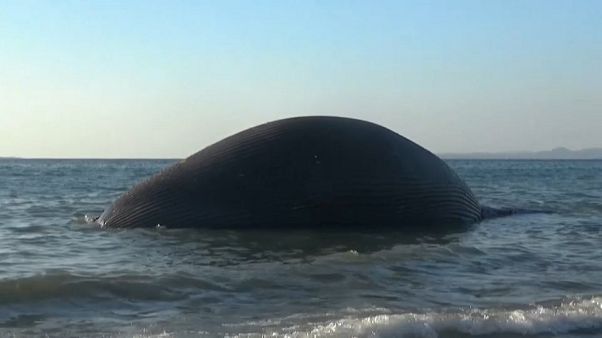 Baleia morta dá à costa na Indonésia Baleia morta dá à costa na Indonésia