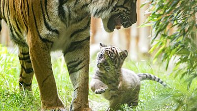 Gehversuche des Tigerbabys im Breslauer Zoo