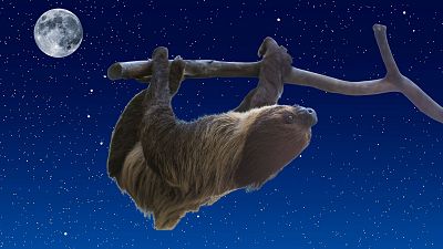 The sloths normally come out at night.