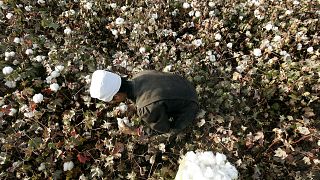 Doğu Türkistan'da pamuk tarlasında çalışan bir işçiç