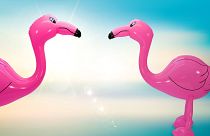 Theives in Jura were easy to indentify due to the inflatable flamingo they had purchased with a stolen credit card.