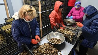 صنعت نوپای پرورش حلزون در اوکراین با قرنطینه اروپا به بحران خورد