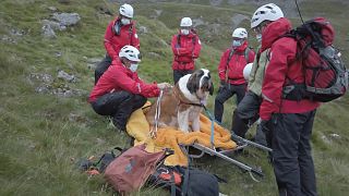 İngiltere'nin en yüksek tepesinde yorgun düşen köpek ekipler tarafından kurtarıldı