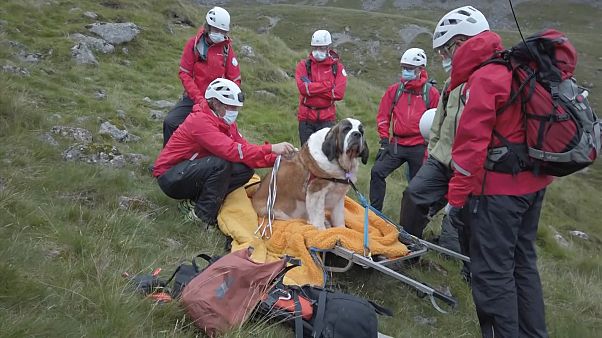 İngiltere'nin en yüksek tepesinde yorgun düşen köpek ekipler tarafından kurtarıldı İngiltere'nin en yüksek tepesinde yorgun düşen köpek ekipler tarafından kurtarıldı