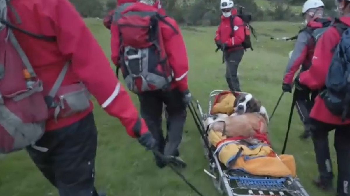 Daisy is stretchered away by a team of rescuers 