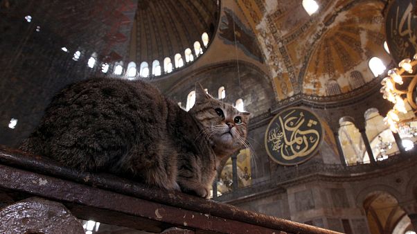 Ayasofya kedisi Gli Ayasofya kedisi Gli