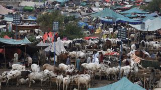  سوق للماشية في إسلام آباد 26 يوليو 2020