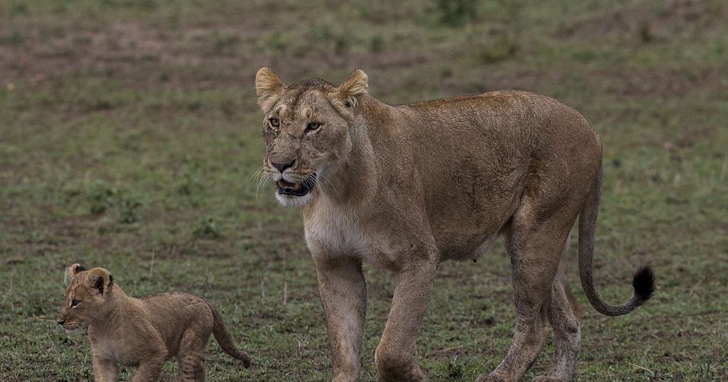 COVID-19: Le tourisme en crise au Kenya