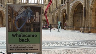 Covid-19 önlemleriyle kapatılan Londra Doğa Tarihi Müzesi yüzde 20 kapasiteyle açılıyor