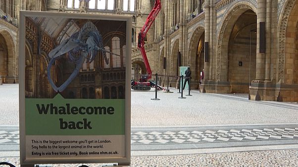 Le Musée d'histoire naturelle de Londres va rouvrir ses portes Le Musée d'histoire naturelle de Londres va rouvrir ses portes