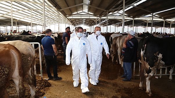 Aksaray'da kurban kesimi hazırlığı Aksaray'da kurban kesimi hazırlığı