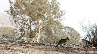 Három milliárd állat pusztulhatott el vagy kellett menekülnie az ausztrál bozóttüzek miatt