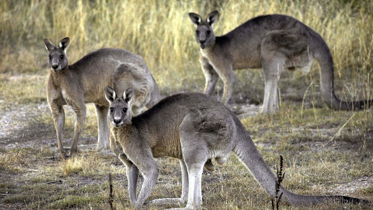 Australien nach den Buschfeuern: das große Tiersterben