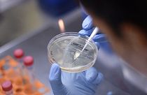Vaccino, la fase di sperimentazione