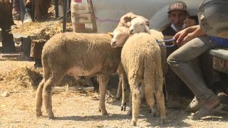 Moroccan farmers struggle Ahead of Eid Al-Adha