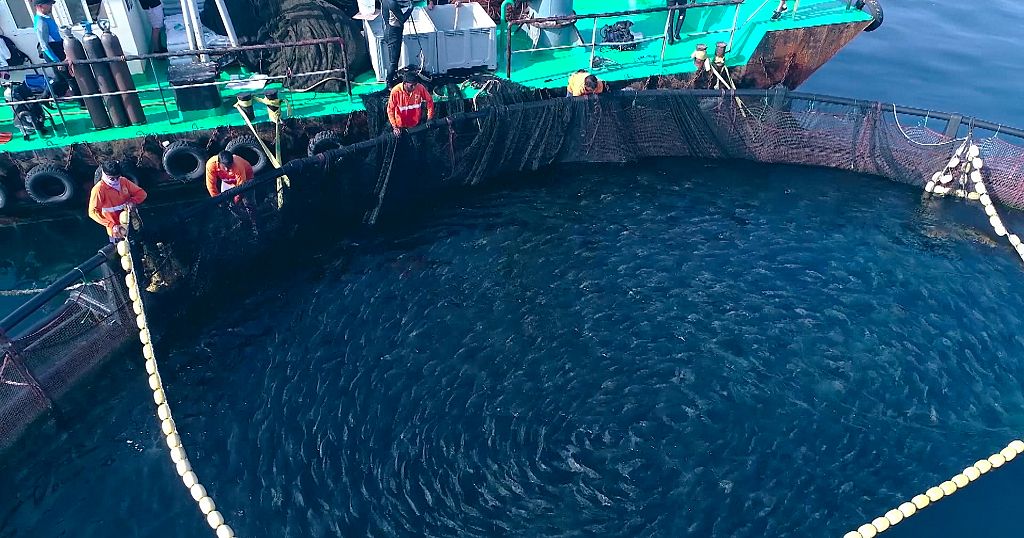 Could inland fish farms ease the UAE’s depleted fish stocks? Africanews