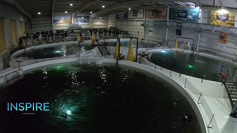 Les bassins en circuit fermé de Fish Farm.