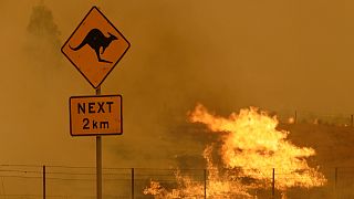 Avustralya'nın başkenti Canberra'ın güneyinde Şubat ayında bir orman yangını yaşandı