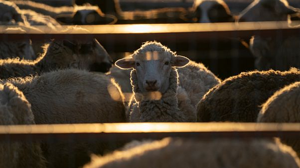 Ελλάδα: Εντοπίστηκε εστία καταρροϊκού πυρετού του προβάτου στη Γευγελή Ελλάδα: Εντοπίστηκε εστία καταρροϊκού πυρετού του προβάτου στη Γευγελή