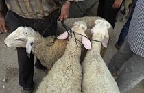 Des moutons sur un marché en Palestine