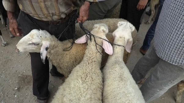 Des moutons sur un marché en Palestine Des moutons sur un marché en Palestine
